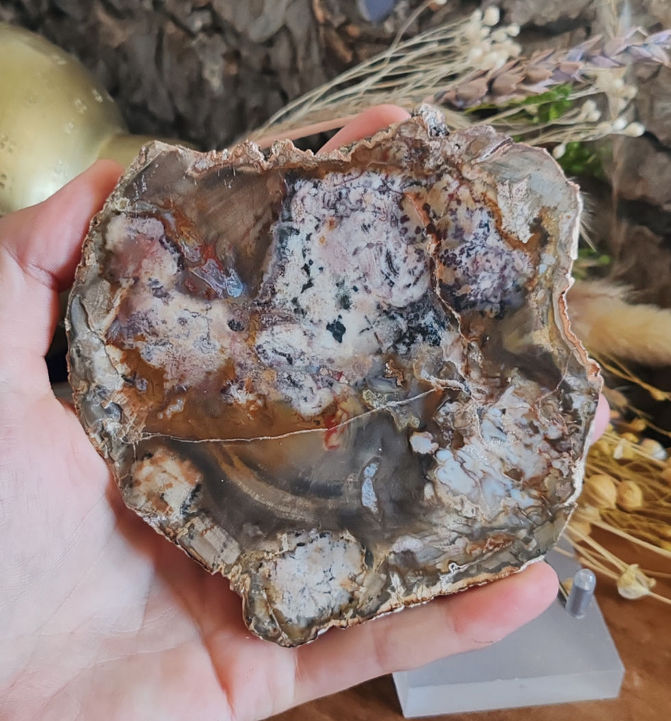 Miniature : Plaque en bois fossilisé ou bois pétrifié de Madagascar