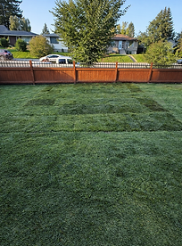 sod after