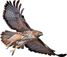 Hawk