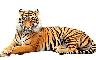 Bengal-Tiger-Transparent-Background.png