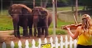Violin And Elephants