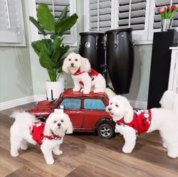 Armani, Daphne & Chloe