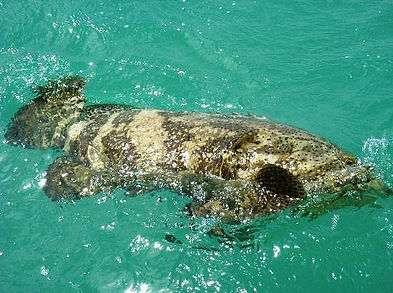 grouper.jpg