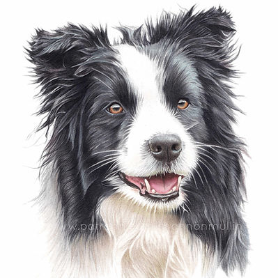 BORDER COLLIE.jpg