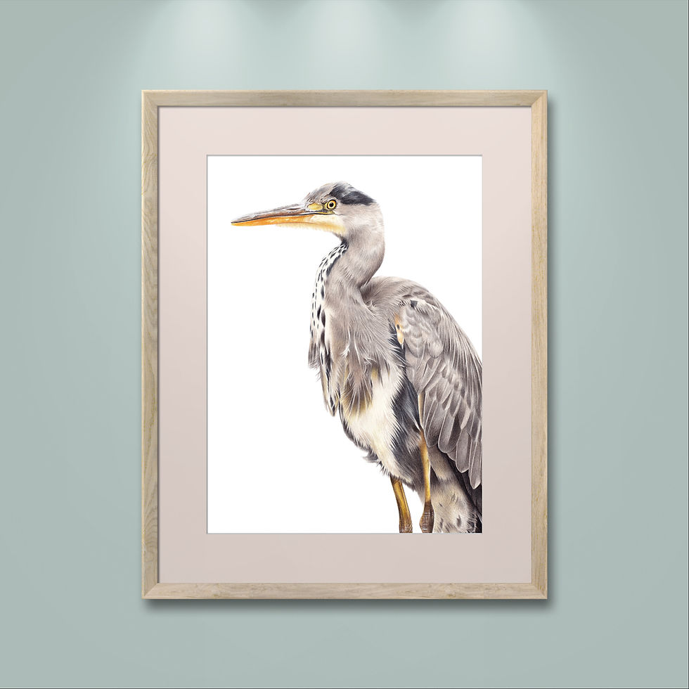 Thumbnail: 'The Sentinel' Heron Print