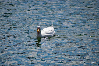 Crystal Lake