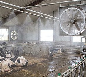 Brumisation salle de traite vache.jpeg