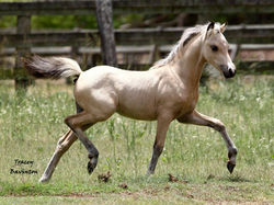 Revere NM Inya Dreams