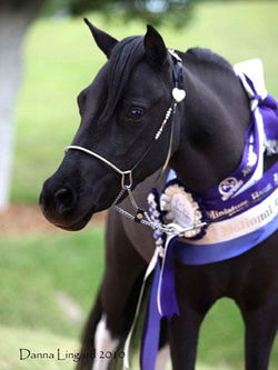 NHP Rosewood Crystle