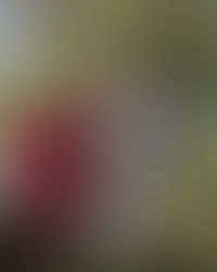 Navidad 2025 en Llahuen