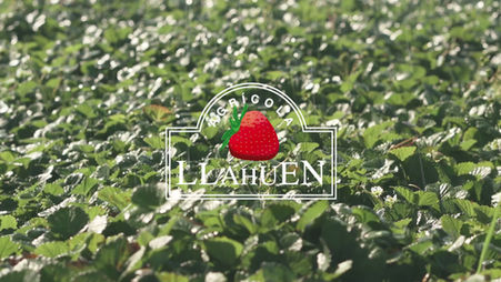 Iniciamos un nuevo ciclo en nuestro vivero 25/26