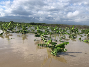 Lluvias incomunican zonas agrícolas, pero en otras han sido beneficiosas