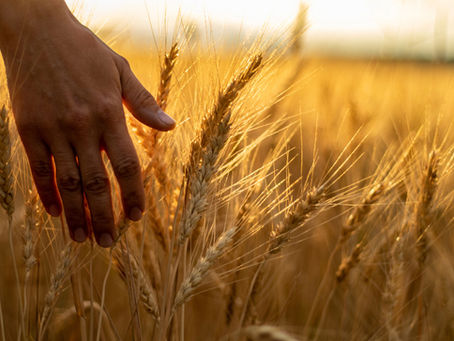 फसल आपके आने से पहले ही तैयार थी