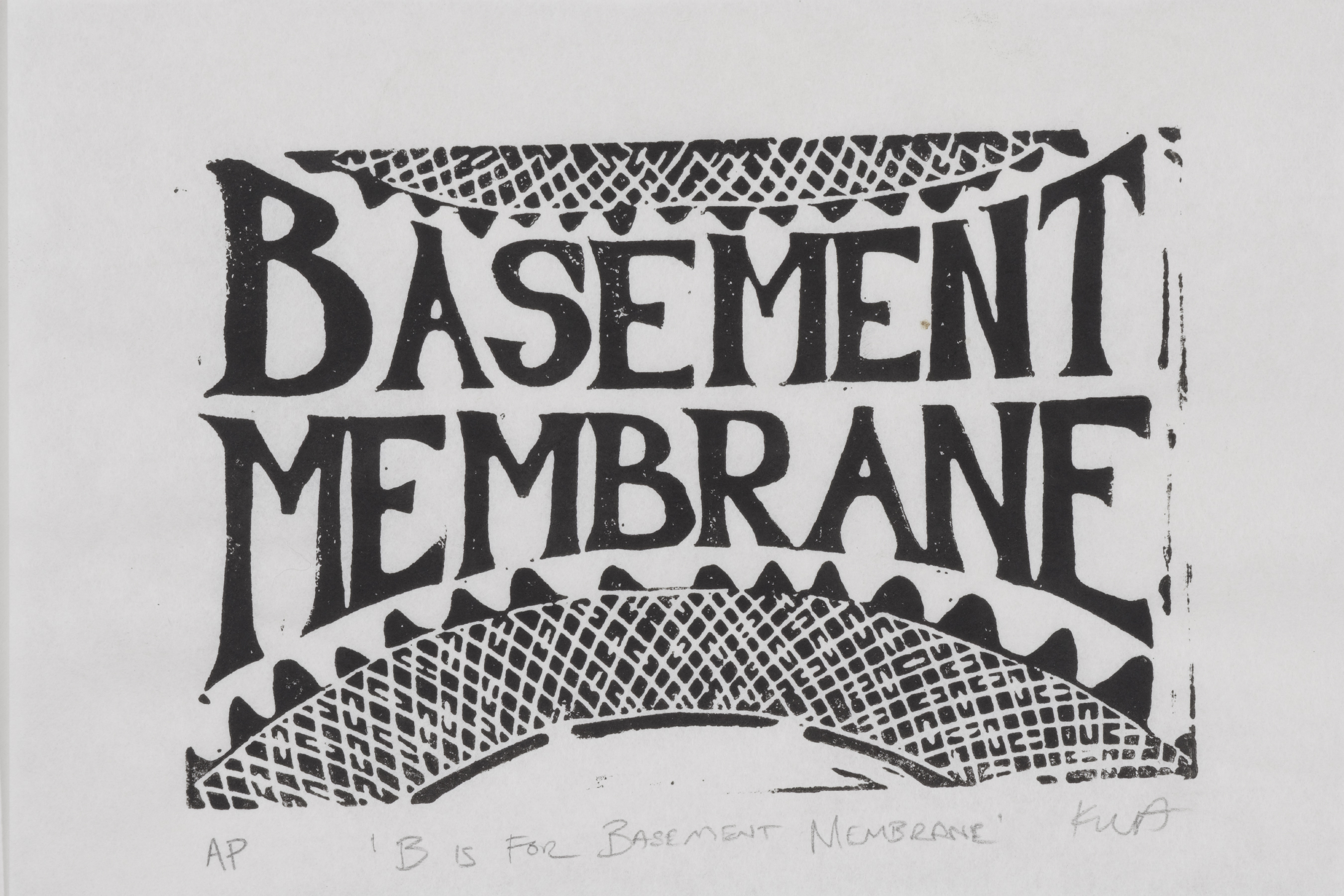 B is for Basement membrane