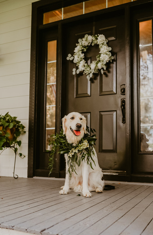 Fury Ventures Pet Care