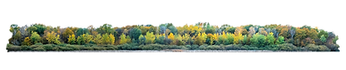 trees.png