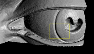 david-eye-qtrmm-ss-annotated.gif