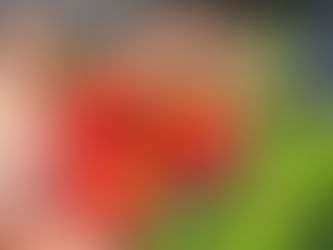 今年もいちごの季節がやってきました!!!