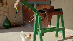 The chance encounter of a chicken and a wooden horse at a stables