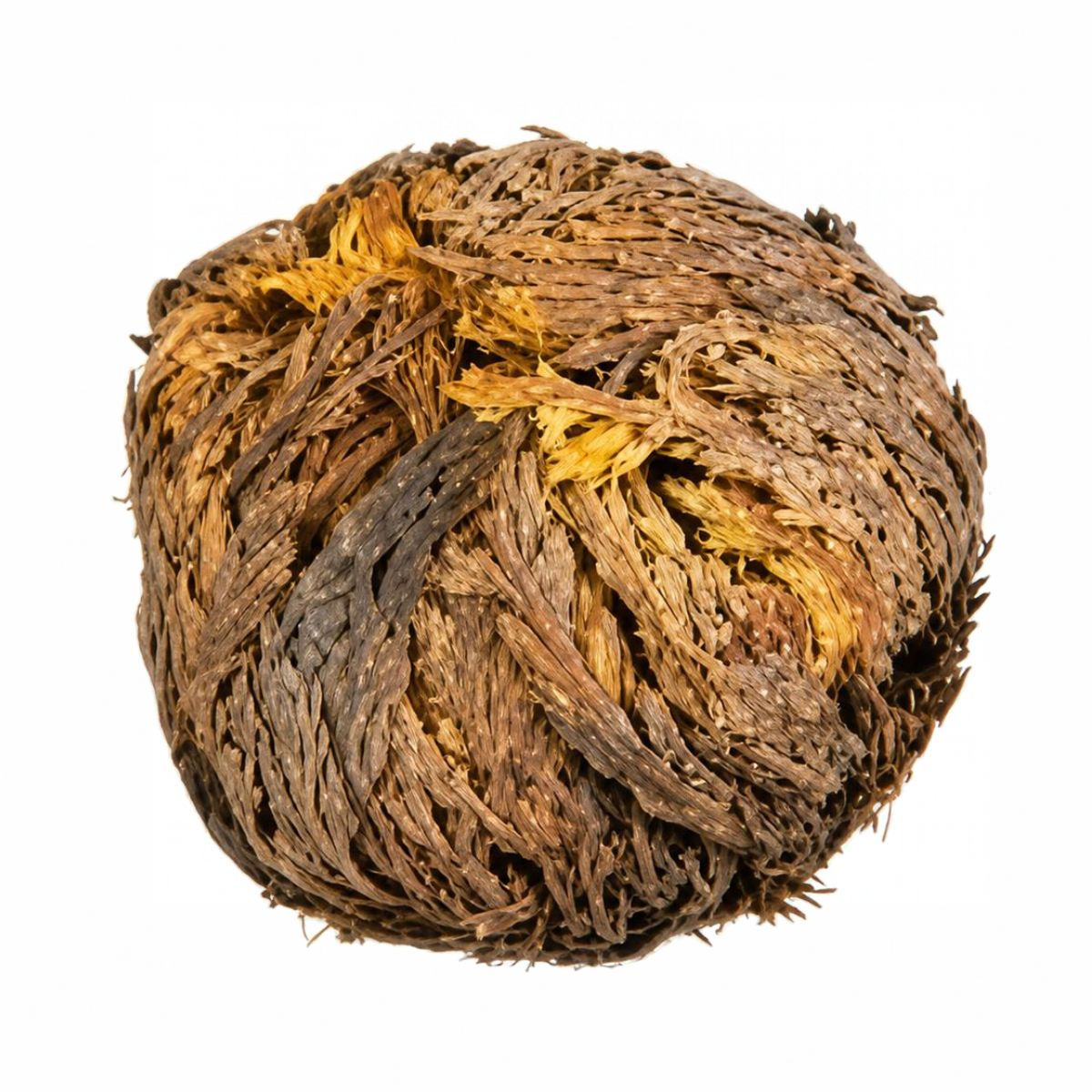 Rose of Jericho plant for reopening and fresh start work.