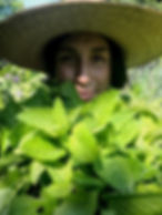 Lemon Balm Hugs