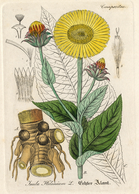 Plant Profile: Elecampane