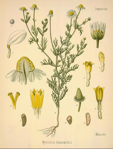 Plant Profile: Chamomile