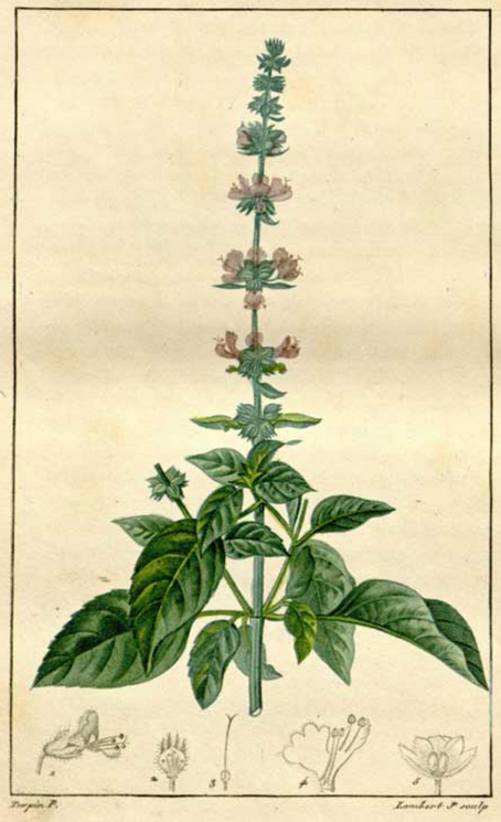 Plant Profile: Tulsi