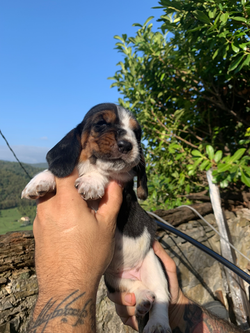 cucciolo-bassethound