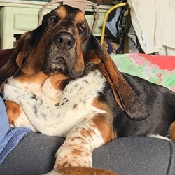 bassethound