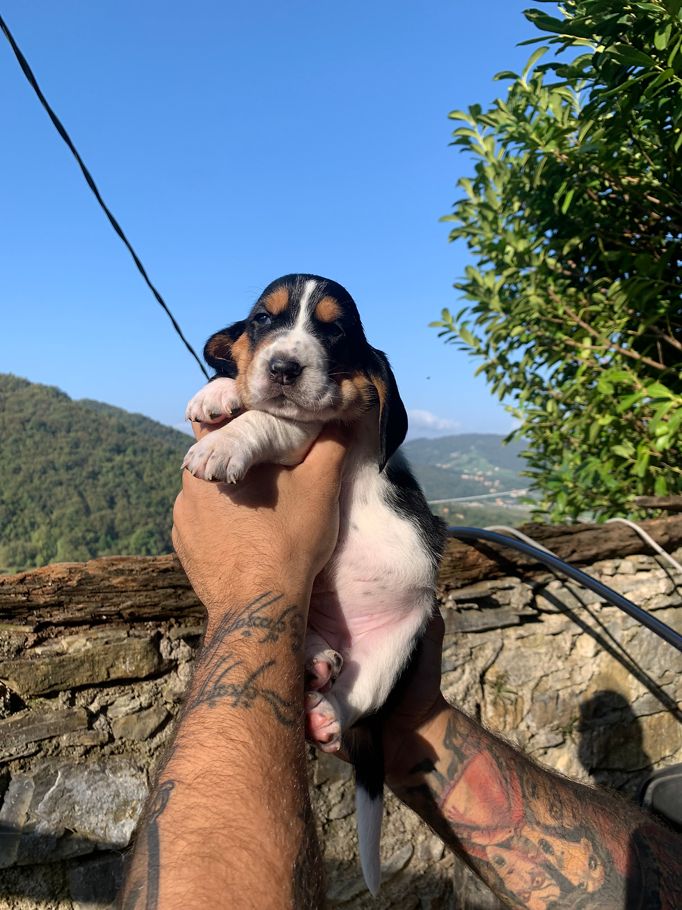 cucciolo-bassethound