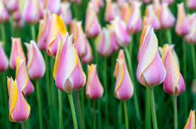 tulips.jpeg