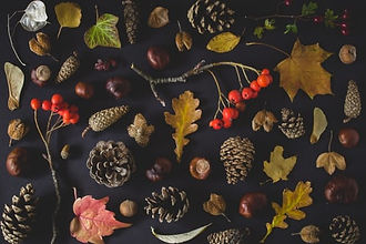 autumn photo for website.jpeg