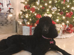 2050A3F4-A5E7-44CE-9788-B74E2D73E31C