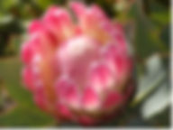 Protea-Pink Duke