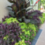 Mixed Planting