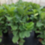 Ficus lyrata