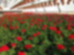 Geranium "Calliope Dark Red"