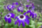 Senetti Cineraria