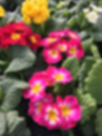 Primrose