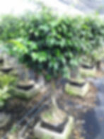 Ficus Braid