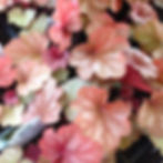 Heuchera