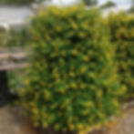 Lantana "Gold Mound"