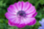 Anemone