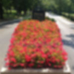 Begonia "Dragon Wing" Red