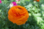 Ranunculus