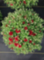 Garden Mum