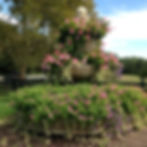 Fountain Planting
