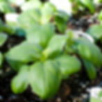 Basil