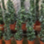 English Ivy, Staked